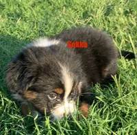 Sokka, a male Australian Shepherd for sale in Winton, CA – 1 of 10