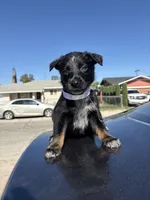 Harley , a female Australian Shepherd and German Shepherd Dog for sale in Winton, CA – 3 of 3