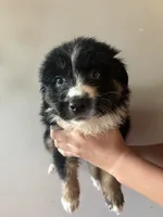 Anakin , a male Australian Shepherd for sale in Winton, CA – 2 of 4