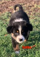 Sokka, a male Australian Shepherd for sale in Winton, CA – 5 of 10