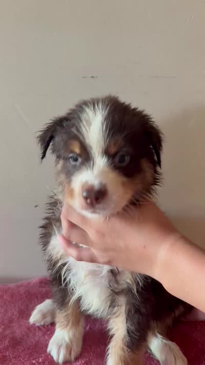 Copper, a male Australian Shepherd for sale in Winton, CA – 3 of 3