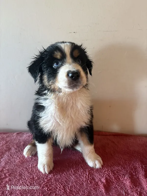 Hercules – Australian Shepherd puppy for sale in Winton, CA
