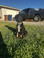 Harley , a female Australian Shepherd and German Shepherd Dog for sale in Winton, CA – 6 of 7