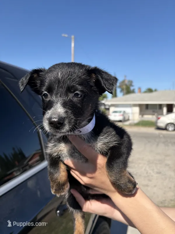 Peaches – Australian Shepherd, German Shepherd Dog puppy for sale in Winton, CA