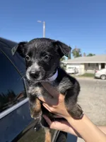 Peaches, a female Australian Shepherd and German Shepherd Dog for sale in Winton, CA – 1 of 4