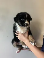 Anakin , a male Australian Shepherd for sale in Winton, CA – 4 of 4