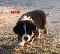 Sokka, a male Australian Shepherd for sale in Winton, CA – 9 of 10