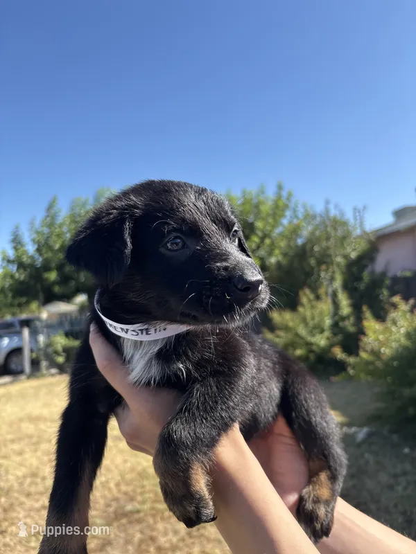 Frankenstein – Australian Shepherd, German Shepherd Dog puppy for sale in Winton, CA