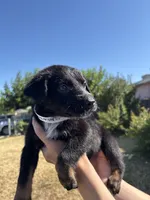 Frankenstein, a male Australian Shepherd and German Shepherd Dog for sale in Winton, CA – 1 of 5
