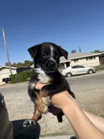 Iris, a female Australian Shepherd and German Shepherd Dog for sale in Winton, CA – 3 of 5