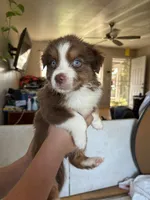 Maximus, a male Australian Shepherd for sale in Winton, CA – 2 of 5