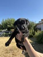 Frankenstein, a male Australian Shepherd and German Shepherd Dog for sale in Winton, CA – 2 of 5