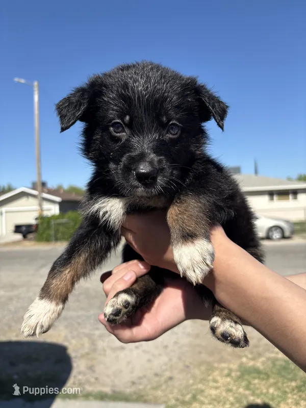 Alphonze Capone – Australian Shepherd, German Shepherd Dog puppy for sale in Winton, CA