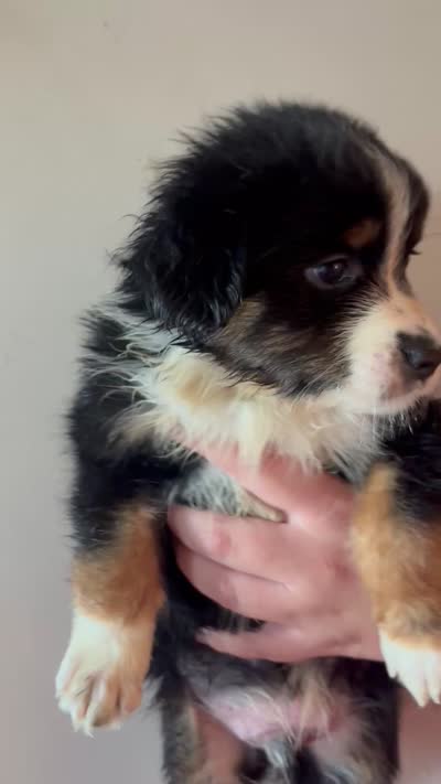 Sokka, a male Australian Shepherd for sale in Winton, CA – 3 of 4