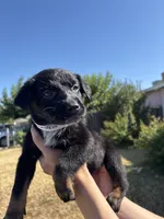 Frankenstein, a male Australian Shepherd and German Shepherd Dog for sale in Winton, CA – 3 of 5