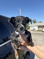 Peaches, a female Australian Shepherd and German Shepherd Dog for sale in Winton, CA – 4 of 4