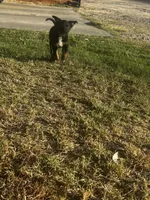 Ivar the Troublemaker, a male Australian Shepherd and German Shepherd Dog for sale in Winton, CA – 8 of 10