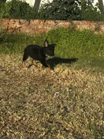 Ivy the Escape Artist, a female Australian Shepherd and German Shepherd Dog for sale in Winton, CA – 6 of 6