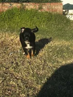 Ivy the Escape Artist, a female Australian Shepherd and German Shepherd Dog for sale in Winton, CA – 4 of 6