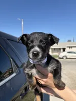 Peaches, a female Australian Shepherd and German Shepherd Dog for sale in Winton, CA – 3 of 4