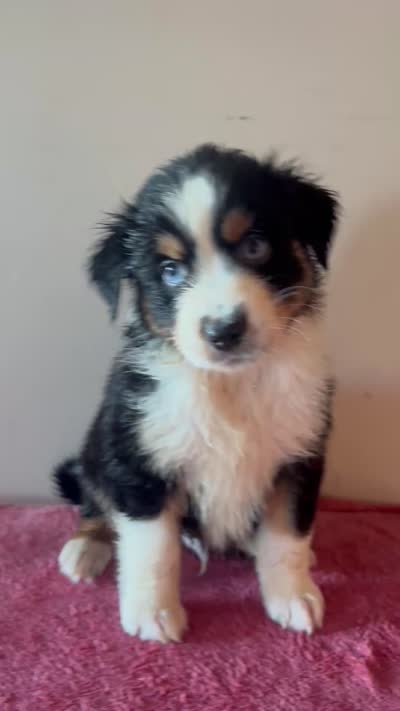 Hercules, a male Australian Shepherd for sale in Winton, CA – 5 of 5