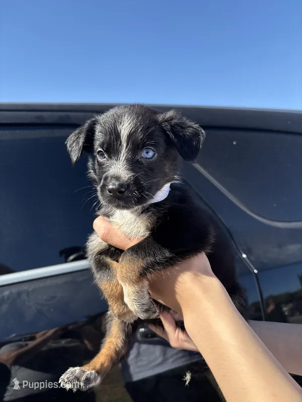 Iris – Australian Shepherd, German Shepherd Dog puppy for sale in Winton, CA