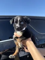 Iris, a female Australian Shepherd and German Shepherd Dog for sale in Winton, CA – 1 of 5