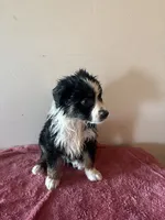 Maxine, a female Australian Shepherd for sale in Winton, CA – 1 of 5
