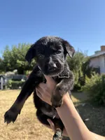 Frankenstein, a male Australian Shepherd and German Shepherd Dog for sale in Winton, CA – 5 of 5