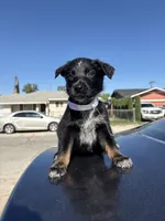 Harley , a female Australian Shepherd and German Shepherd Dog for sale in Winton, CA – 1 of 3