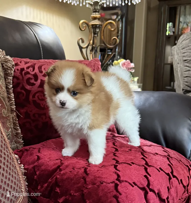 Oscar – Pomeranian puppy for sale in Grayson, LA