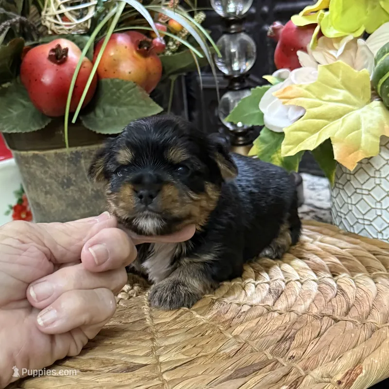 Roosevelt – Yorkshire Terrier puppy for sale in Grayson, LA
