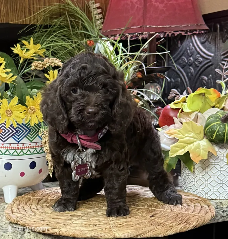 Savanna – Cocker Spaniel, Poodle - Toy  puppy for sale in Grayson, LA
