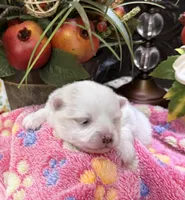 Susie Q, a female Pomeranian for sale in Grayson, LA – Photo 2 of 4