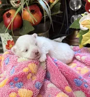 Susie Q, a female Pomeranian for sale in Grayson, LA – Photo 3 of 4