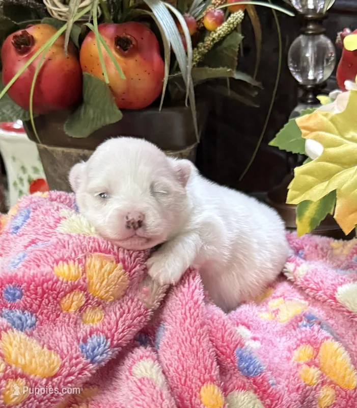 Susie Q – Pomeranian puppy for sale in Grayson, LA