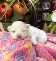 Susie Q, a female Pomeranian for sale in Grayson, LA – Photo 4 of 4