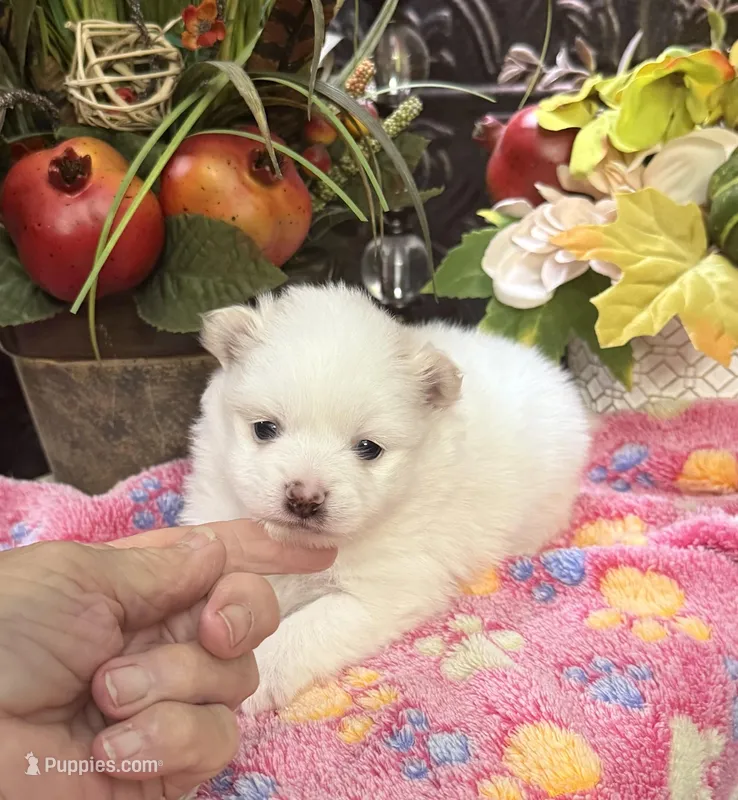 Susie Q – Pomeranian puppy for sale in Grayson, LA