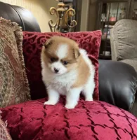 Oscar, a male Pomeranian for sale in Grayson, LA – 2 of 3