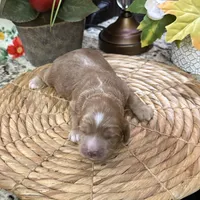 Sonny, a male Cocker Spaniel and Poodle - Toy  for sale in Grayson, LA – 3 of 3
