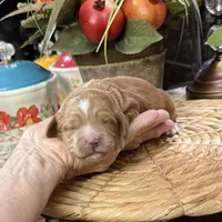 Sonny, a male Cocker Spaniel and Poodle - Toy  for sale in Grayson, LA – 2 of 3