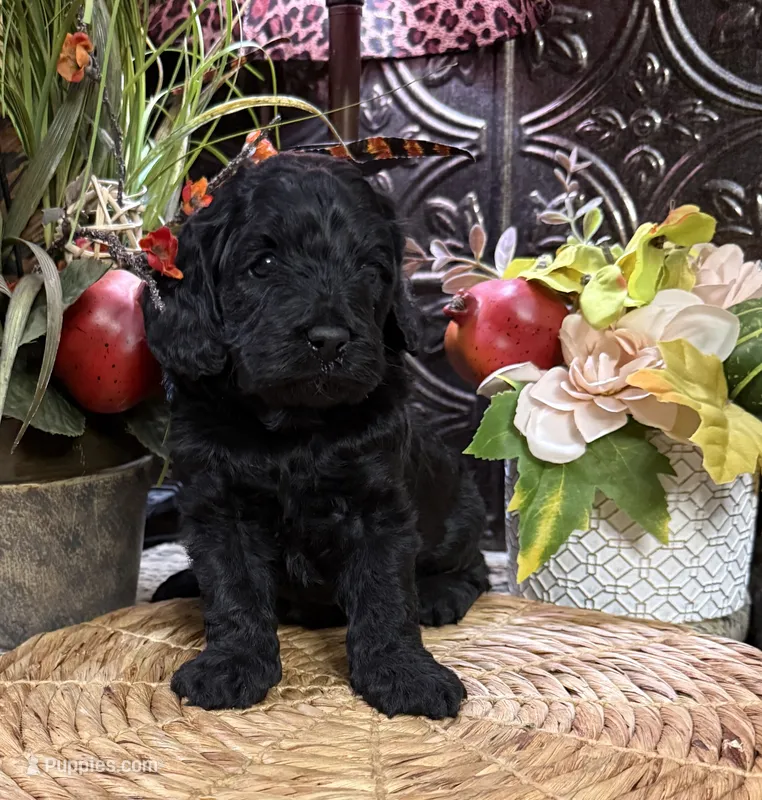 Sherman – Cocker Spaniel, Poodle - Toy  puppy for sale in Grayson, LA