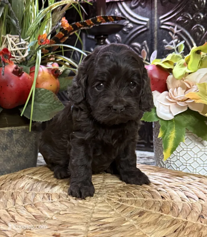 ( Scarlett ) – Cocker Spaniel, Poodle - Toy  puppy for sale in Grayson, LA