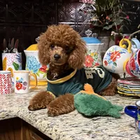 Theodore, a male Poodle - Toy  for sale in Grayson, LA – 6 of 7