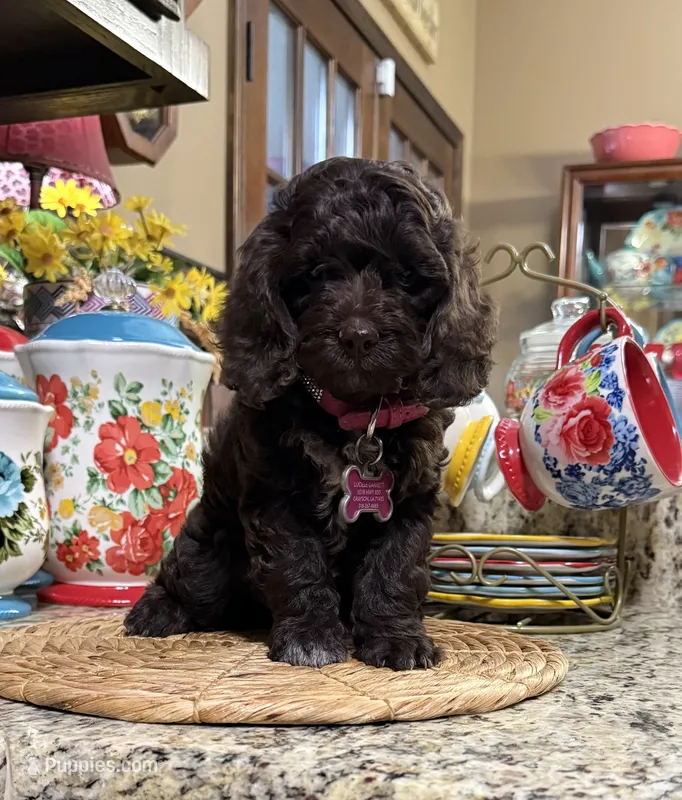 Savanna – Cocker Spaniel, Poodle - Toy  puppy for sale in Grayson, LA