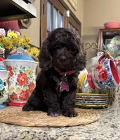 Savanna, a female Cocker Spaniel and Poodle - Toy  for sale in Grayson, LA – 1 of 1