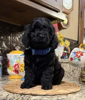 Sherman, a male Cocker Spaniel and Poodle - Toy  for sale in Grayson, LA – 1 of 4