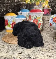 Sherman, a male Cocker Spaniel and Poodle - Toy  for sale in Grayson, LA – 3 of 4
