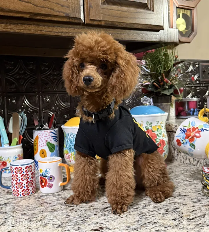 Theodore – Poodle - Toy  puppy for sale in Grayson, LA