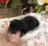 Roosevelt, a male Yorkshire Terrier for sale in Grayson, LA – 3 of 5
